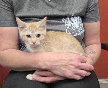 Domestic Short Hair Cats Available for Adoption in Parsons, Kansas - Mirinda | PetCurious