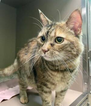 Domestic Medium Hair Cats Available for Adoption in Clyde, North Carolina - AVA MAE | PetCurious