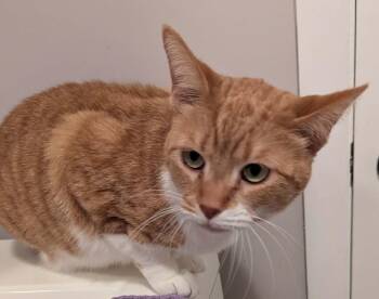 Domestic Short Hair Cats Available for Adoption in South Bend, Indiana - Pumpkin | PetCurious