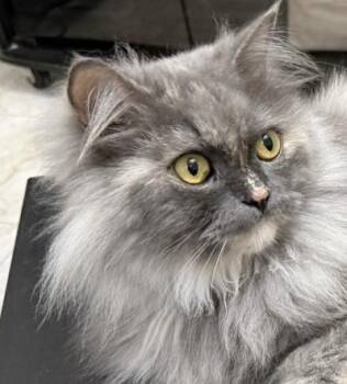 Himalayan Cats Available for Adoption in Brampton, Ontario - Wela | PetCurious