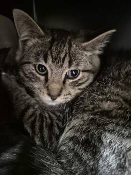 CAMPER -  Domestic Short Hair Cat for Adoption in Vaughan, Ontario - CAMPER | PetCurious