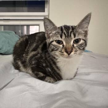 Nantucket -  Domestic Short Hair Cat for Adoption in Richmond, Virginia - Nantucket | PetCurious
