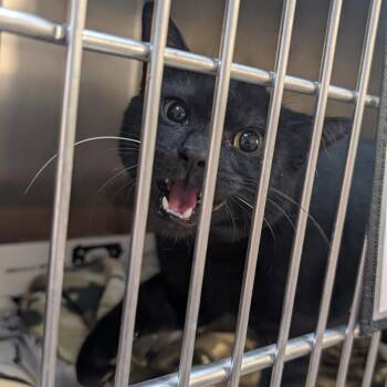 Bathrobe -  Domestic Short Hair Cat for Adoption in Cincinnati, Ohio - Bathrobe | PetCurious