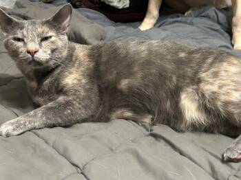 Cleopatra -  Domestic Short Hair Cat for Adoption in St. Cloud, Minnesota - Cleopatra | PetCurious