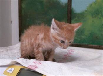 CASH -  Domestic Short Hair Cat for Adoption in Houston, Texas - CASH | PetCurious