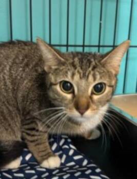 Rescue Domestic Short Hair Cats for Adoption in Chicago, Illinois - Rabbit | PetCurious