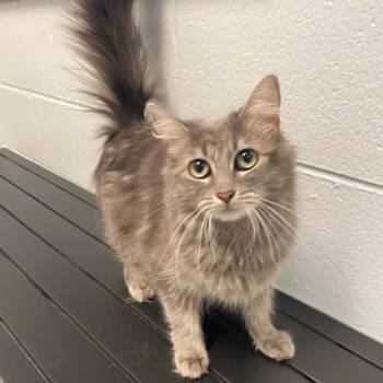 Gracie -  Domestic Long Hair Cat Available for Adoption in Dayton, Ohio - Gracie | PetCurious