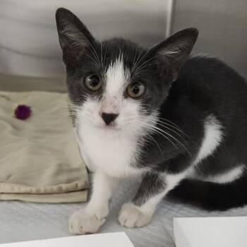 Ezequiel -  Domestic Short Hair Cat for Adoption in Clearwater, Florida - Ezequiel | PetCurious