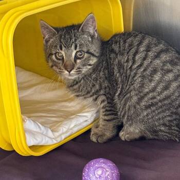 Domestic Short Hair Cats Available for Adoption - Spare Change | PetCurious