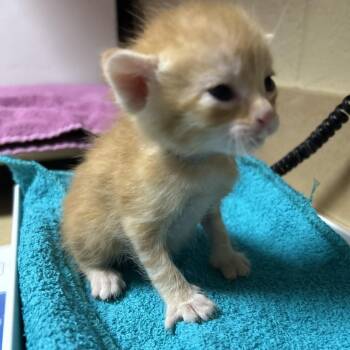 Una -  Domestic Short Hair Cat for Adoption in Cheyenne, Wyoming - Una | PetCurious