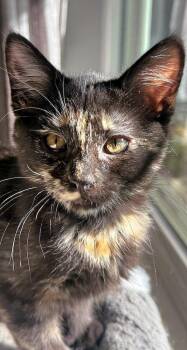 ChevyL -  Tortoiseshell Cat for Adoption in North Highlands, California - ChevyL | PetCurious