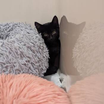 Sirius -  Domestic Short Hair Cat for Adoption in La Grange, Kentucky - Sirius | PetCurious