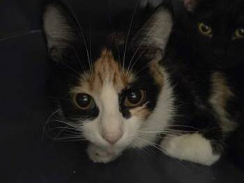 Laura Les -  Domestic Short Hair Cat for Adoption in Kansas City, Missouri - Laura Les | PetCurious