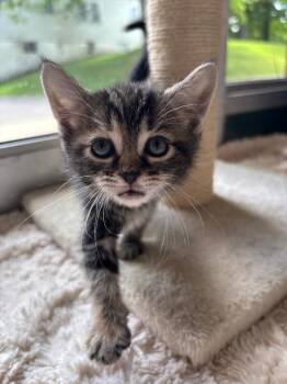 Blue -  Domestic Short Hair Cat for Adoption in Cortland, New York - Blue | PetCurious