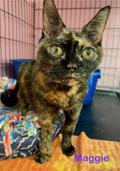 Rescue Domestic Short Hair Cats for Adoption in Muskegon, Michigan - MAGGIE | PetCurious