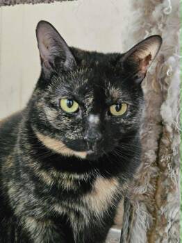 Tortoiseshell Cats Available for Adoption in Woodmere, New York - Trixie & Jeremy  | PetCurious