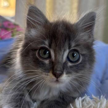 Sally -  Domestic Medium Hair Cat for Adoption in Redwood City, California - Sally | PetCurious