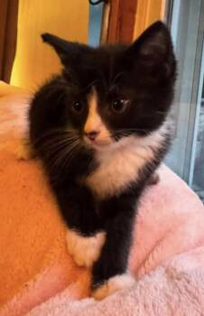 Lesley -  American Shorthair Cat for Adoption in Fort Payne, Alabama - Lesley | PetCurious