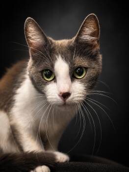 Mimic aka Brook -  Domestic Short Hair Cat for Adoption in Phoenix, Arizona - Mimic Aka Brook | PetCurious