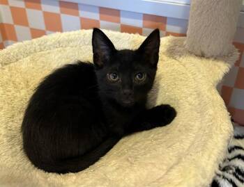 POWDER -  Domestic Short Hair Cat for Adoption in Santa Clara, California - POWDER | PetCurious