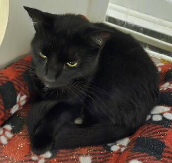 Nova Citron -  Domestic Short Hair Cat for Adoption in Windsor, Connecticut - Nova Citron | PetCurious