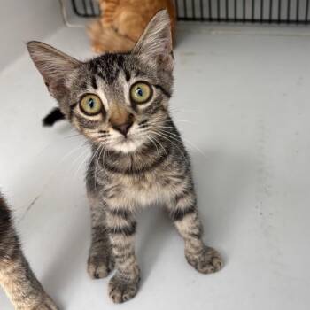 Simon -  Domestic Short Hair Cat for Adoption in Beaumont, Texas - Simon | PetCurious