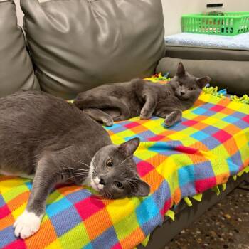 Domestic Short Hair Cats Available for Adoption in Louisville, Kentucky - Mater (Bonded With Tater Tot) | PetCurious