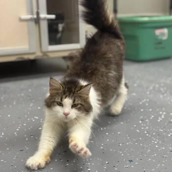 Willow -  Domestic Long Hair Cat for Adoption in Marshalltown, Iowa - Willow | PetCurious