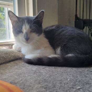 Rufus -  Domestic Short Hair Cat for Adoption in Portage, Michigan - Rufus | PetCurious