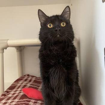 Domestic Medium Hair Cats Available for Adoption in Warwick, Rhode Island - Squeaks | PetCurious