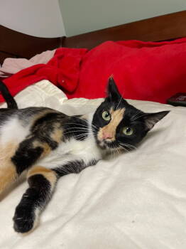 Rescue Calico and Domestic Short Hair Cats for Adoption in Island Lake, Illinois - Bengal | PetCurious