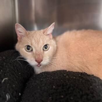 Domestic Short Hair Cats Available for Adoption in Starkville, Mississippi - Simba | PetCurious