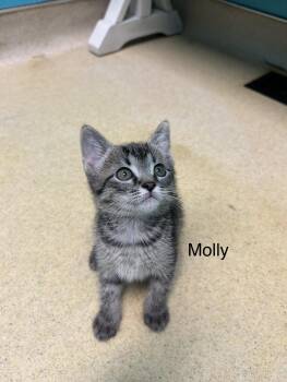 Rescue Domestic Short Hair Cats for Adoption in Reynoldsburg, Ohio - Molly | PetCurious