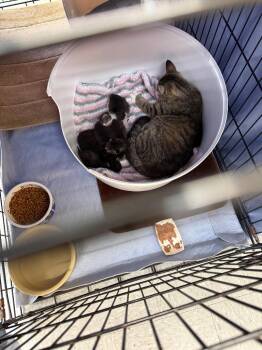 Stripes -  Domestic Short Hair Cat for Adoption in Syracuse, Indiana - Stripes | PetCurious