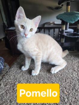 Pomello -  Domestic Short Hair Cat for Adoption in Manhattan, Kansas - Pomello | PetCurious
