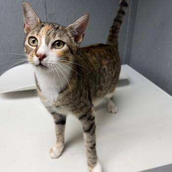 Domestic Short Hair Cats Available for Adoption - Flo | PetCurious