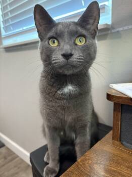 Rescue Russian Blue and Domestic Short Hair Cats for Adoption in Pinellas Park, Florida - Heather | PetCurious