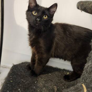 Kalgoorie -  Domestic Short Hair Cat for Adoption in Calgary, Alberta - Kalgoorie | PetCurious