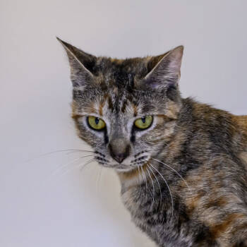 Rescue Domestic Short Hair Cats for Adoption in Houston, Texas - Maggie | PetCurious