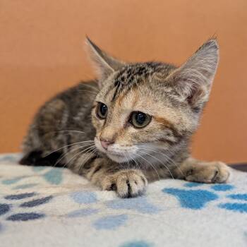 Patricia -  Domestic Short Hair Cat for Adoption in Rochester, Minnesota - Patricia | PetCurious