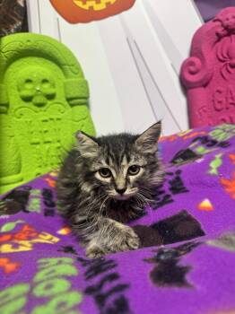SANDY -  Domestic Medium Hair Cat for Adoption in Beaumont, California - SANDY | PetCurious