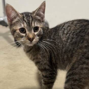 Domestic Short Hair Cats Available for Adoption in York, Pennsylvania - Jimberly | PetCurious