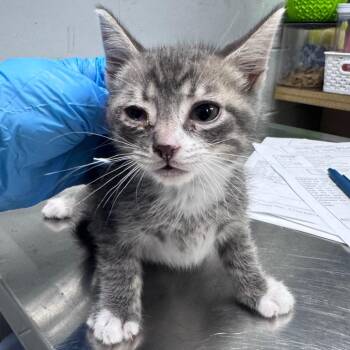 Domestic Short Hair Cats Available for Adoption in Summerville, South Carolina - Juanin | PetCurious