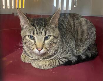 Cosmo -  Domestic Short Hair Cat for Adoption in Bryant, Arkansas - Cosmo | PetCurious