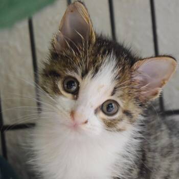 Stella -  Domestic Short Hair Cat for Adoption in Bulverde, Texas - Stella | PetCurious