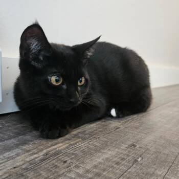 Herb -  Domestic Short Hair Cat for Adoption in Conway, New Hampshire - Herb | PetCurious