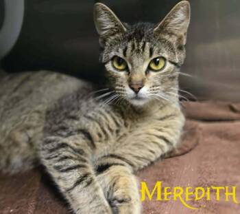 Meredith -  Domestic Short Hair Cat for Adoption in Bossier City, Louisiana - Meredith | PetCurious