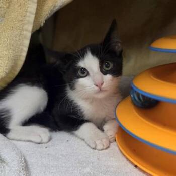 Euchre -  Domestic Short Hair Cat for Adoption in Westland, Michigan - Euchre | PetCurious