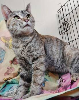 Tabby Cats Available for Adoption in The Dalles, Oregon - Luna | PetCurious