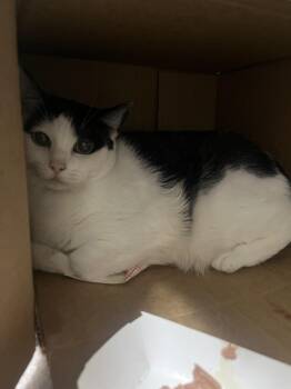 LITTLE -  Domestic Short Hair Cat for Adoption in Loveland, Colorado - LITTLE | PetCurious